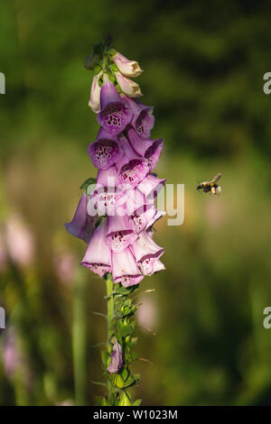 Bumblebee su un digitalis in Forrest Foto Stock