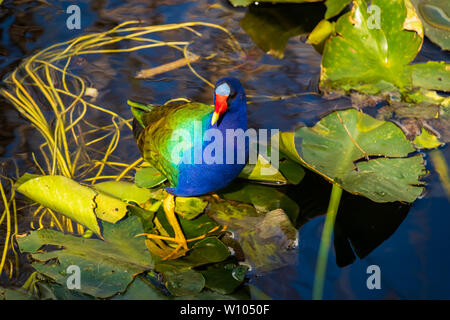 Pollo Sultano sulle ninfee in Everglades National Park, Florida, Stati Uniti d'America Foto Stock