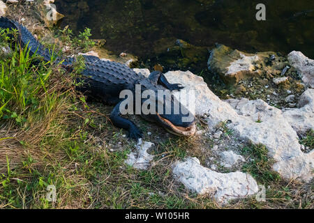 Posa di alligatore sulle rocce accanto all'acqua in Everglades National Park, Florida, Stati Uniti d'America Foto Stock