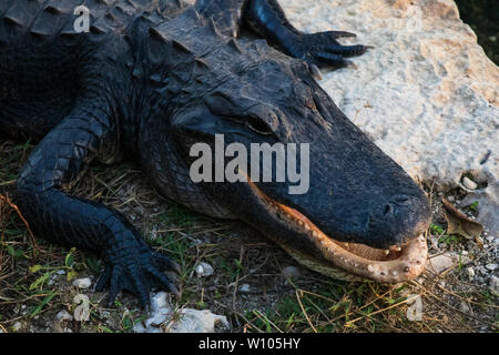 Posa di alligatore sulle rocce accanto all'acqua in Everglades National Park, Florida, Stati Uniti d'America Foto Stock