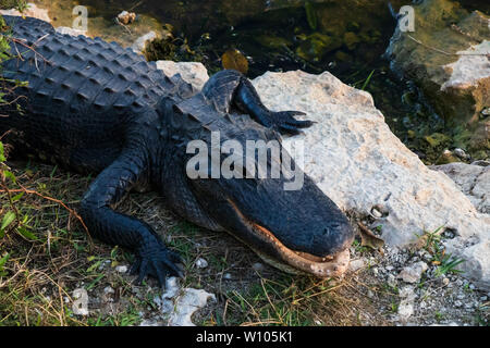 Posa di alligatore sulle rocce accanto all'acqua in Everglades National Park, Florida, Stati Uniti d'America Foto Stock