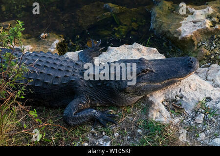 Posa di alligatore sulle rocce accanto all'acqua in Everglades National Park, Florida, Stati Uniti d'America Foto Stock