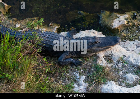 Posa di alligatore sulle rocce accanto all'acqua in Everglades National Park, Florida, Stati Uniti d'America Foto Stock