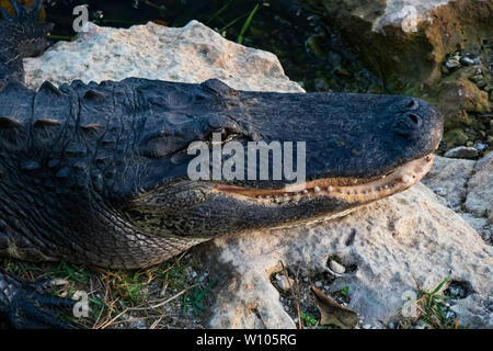 Posa di alligatore sulle rocce accanto all'acqua in Everglades National Park, Florida, Stati Uniti d'America Foto Stock