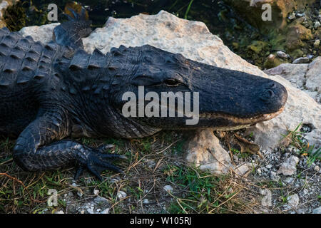 Posa di alligatore sulle rocce accanto all'acqua in Everglades National Park, Florida, Stati Uniti d'America Foto Stock