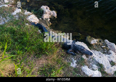 Posa di alligatore sulle rocce accanto all'acqua in Everglades National Park, Florida, Stati Uniti d'America Foto Stock