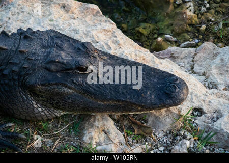 Posa di alligatore sulle rocce accanto all'acqua in Everglades National Park, Florida, Stati Uniti d'America Foto Stock