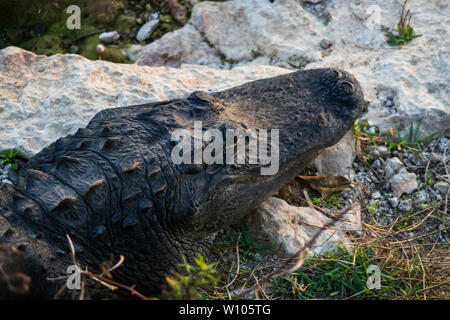 Posa di alligatore sulle rocce accanto all'acqua in Everglades National Park, Florida, Stati Uniti d'America Foto Stock