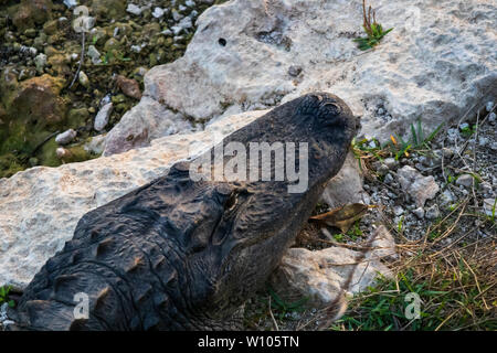 Posa di alligatore sulle rocce accanto all'acqua in Everglades National Park, Florida, Stati Uniti d'America Foto Stock