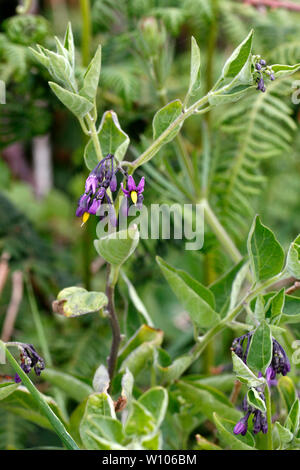 Agrodolce o Woody Nightshade, edicola o strada britannico di fiori selvatici. Foto Stock