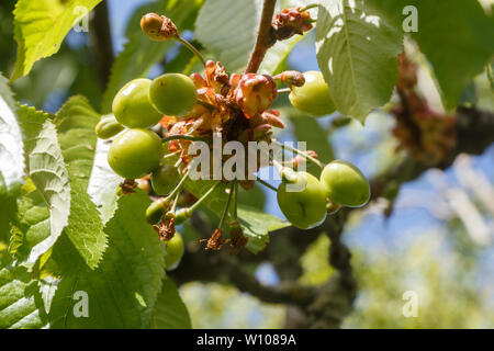 Poco ciliegie maturazione su un albero ciliegio in un frutteto Foto Stock