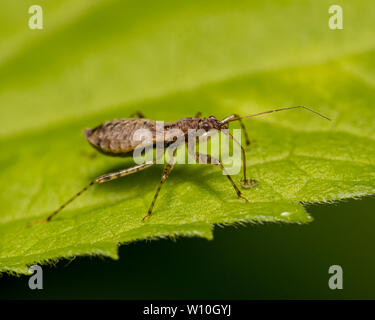 Assassin bug di mangiare un minuscolo insetto con la sua lancia-come becco Foto Stock