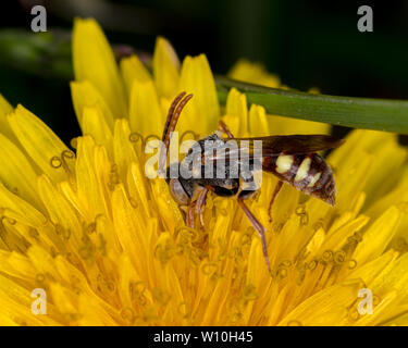 Scoliid wasp seduto su una alimentazione di tarassaco su Nectar e di polline Foto Stock