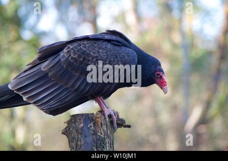 La Turchia vulture posatoi sul post a rapaci, Duncan, BC. È featherless testa rosa e grandi cavità nasale chiaramente visibile. Foto Stock