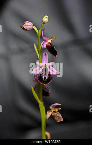 Ophrys selvaggio fiore macro sfondo ad alta qualità 50,6 megapixel di stampe Foto Stock