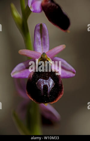 Ophrys selvaggio fiore macro sfondo ad alta qualità 50,6 megapixel di stampe Foto Stock