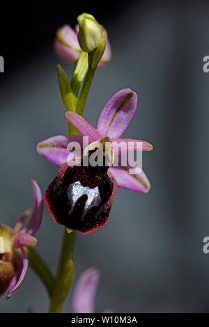 Ophrys selvaggio fiore macro sfondo ad alta qualità 50,6 megapixel di stampe Foto Stock