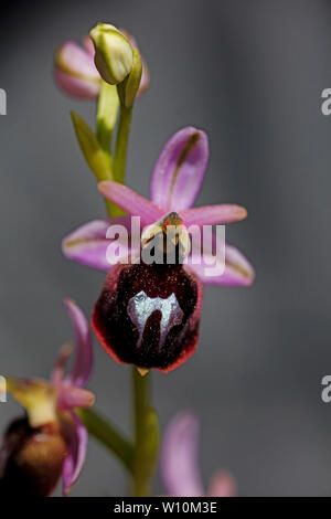 Ophrys selvaggio fiore macro sfondo ad alta qualità 50,6 megapixel di stampe Foto Stock