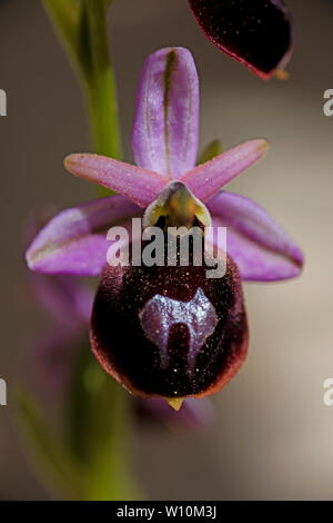 Ophrys selvaggio fiore macro sfondo ad alta qualità 50,6 megapixel di stampe Foto Stock