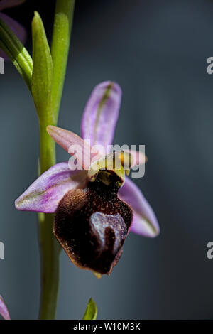 Ophrys selvaggio fiore macro sfondo ad alta qualità 50,6 megapixel di stampe Foto Stock