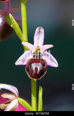 Ophrys selvaggio fiore macro sfondo ad alta qualità 50,6 megapixel di stampe Foto Stock