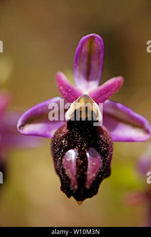 Ophrys selvaggio fiore macro sfondo ad alta qualità 50,6 megapixel di stampe Foto Stock