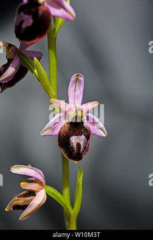 Ophrys selvaggio fiore macro sfondo ad alta qualità 50,6 megapixel di stampe Foto Stock