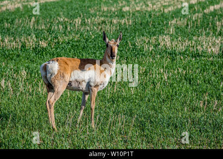 Pronghorn antelope pascolare in un campo in Saskatchewan, Canada Foto Stock