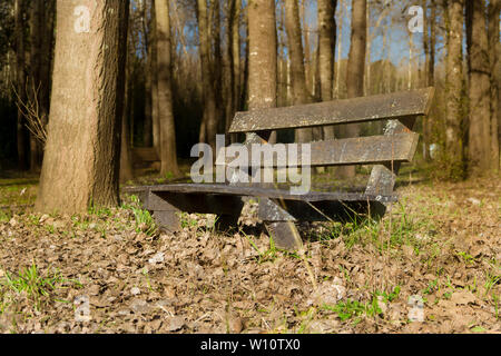 Lonely banco sotto gli alberi e con le foglie cadute in autunno Foto Stock