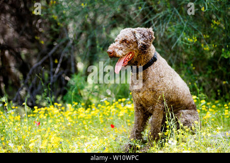 Ritratto di cane Lagotto romagnola macro sfondo arte in stampe di alta qualità prodotti 50,6 megapixel Foto Stock