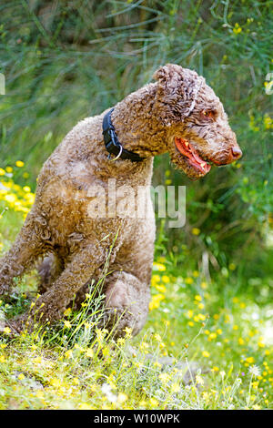 Ritratto di cane Lagotto romagnola macro sfondo arte in stampe di alta qualità prodotti 50,6 megapixel Foto Stock