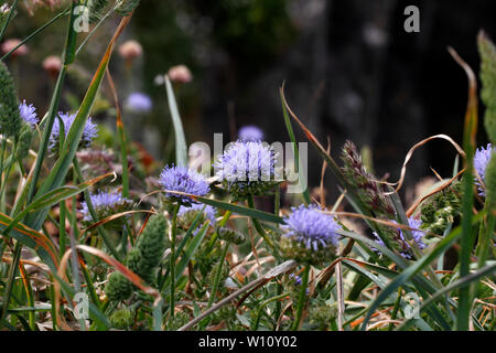 Pecore di bit, Jasione montana, la Campanula famiglia. Sul Pembroekshire sentiero costiero, West Wales. Campanulaceae Foto Stock