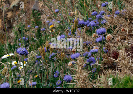 Pecore di bit, Jasione montana, la Campanula famiglia. Sul Pembroekshire sentiero costiero, West Wales. Campanulaceae Foto Stock