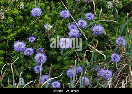 Pecore di bit, Jasione montana, la Campanula famiglia. Sul Pembroekshire sentiero costiero, West Wales. Campanulaceae Foto Stock