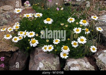 Senza profumo, Mayweed Matricaria perforata, Tripleurospermum inodorum, Tripleurospermum perforatum, Tripleurospermum maritimum Foto Stock