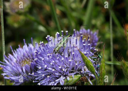 Oedemera nobilis (impollinatori) sulle pecore di bit, Jasione montana, la Campanula famiglia. Sul Pembroekshire sentiero costiero, West Wales. Campanulaceae Foto Stock