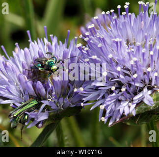 Oedemera nobilis (impollinatori) sulle pecore di bit, Jasione montana, la Campanula famiglia. Sul Pembroekshire sentiero costiero, West Wales. Campanulaceae Foto Stock