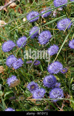 Pecore di bit, Jasione montana, la Campanula famiglia. Sul Pembroekshire sentiero costiero, West Wales. Campanulaceae Foto Stock