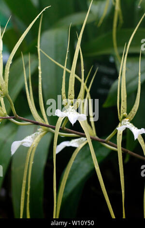 Brassia verrucosa. Brown Spotted crema fiori del Central America tropicale epiphytic orchid. Foto Stock