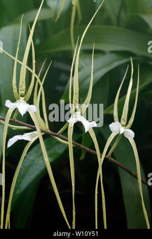 Brassia verrucosa. Brown Spotted crema fiori del Central America tropicale epiphytic orchid. Foto Stock