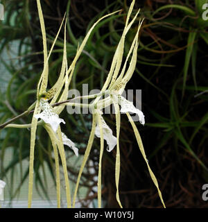 Brassia verrucosa. Brown Spotted crema fiori del Central America tropicale epiphytic orchid. Foto Stock