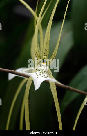 Brassia verrucosa. Brown Spotted crema fiori del Central America tropicale epiphytic orchid. Foto Stock