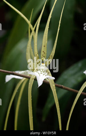 Brassia verrucosa. Brown Spotted crema fiori del Central America tropicale epiphytic orchid. Foto Stock