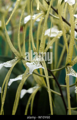 Brassia verrucosa. Brown Spotted crema fiori del Central America tropicale epiphytic orchid. Foto Stock