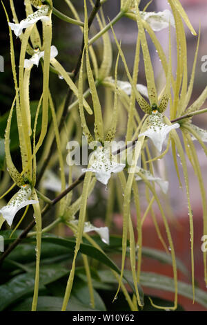 Brassia verrucosa. Brown Spotted crema fiori del Central America tropicale epiphytic orchid. Foto Stock