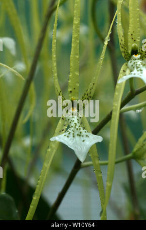 Brassia verrucosa. Brown Spotted crema fiori del Central America tropicale epiphytic orchid. Foto Stock