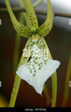 Brassia verrucosa. Brown Spotted crema fiori del Central America tropicale epiphytic orchid. Foto Stock