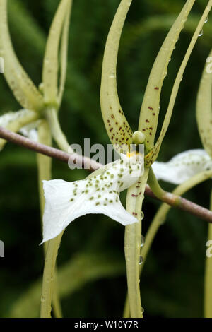 Brassia verrucosa. Brown Spotted crema fiori del Central America tropicale epiphytic orchid. Foto Stock