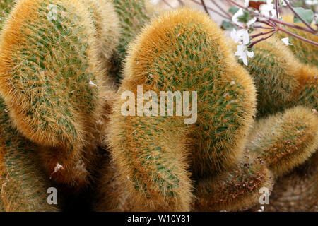 Golden da coda di ratto cactus, Cleistocactus winteri, forma cristata Foto Stock