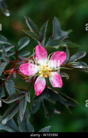 Rosa Glauca. Specie di rosa. Foto Stock